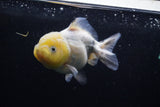 Yuan Bao Oranda Lemon Head Calico 3.5 Inch (ID#0110Yb10b-81) Free2Day SHIPPING