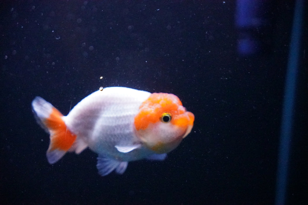 Juvenile Lionchu  Red White 3 Inch (ID#1205R11b-9) Free2Day SHIPPING