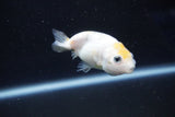 Baby Ranchu  Calico 2.5 Inch (ID#1029R9c-44) Free2Day SHIPPING