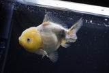 Yuan Bao Oranda Lemon Head Calico 3.5 Inch (ID#0110Yb10b-81) Free2Day SHIPPING