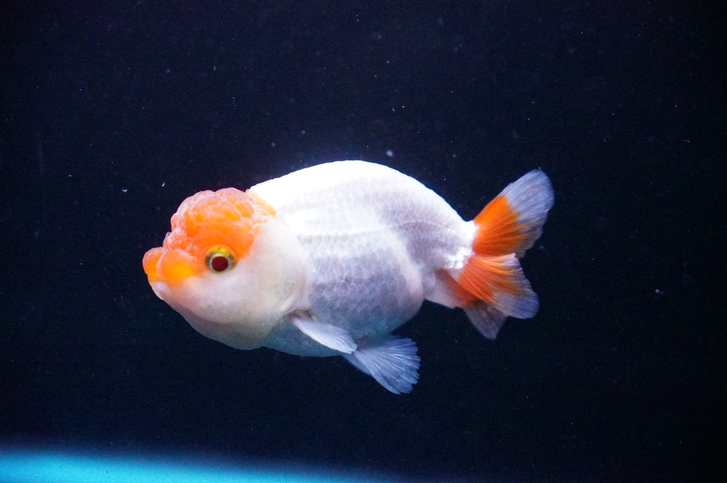 Juvenile Lionchu  Red White 3 Inch (ID#1205R11b-9) Free2Day SHIPPING