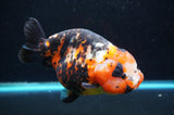 Jumbo Milk Cow Ranchu  Calico 5.5 Inch (ID#418R7a-109)