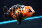 Jumbo Milk Cow Ranchu  Calico 5.5 Inch (ID#418R7a-109)