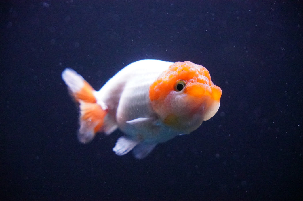 Juvenile Lionchu  Red White 3 Inch (ID#1205R11b-9) Free2Day SHIPPING