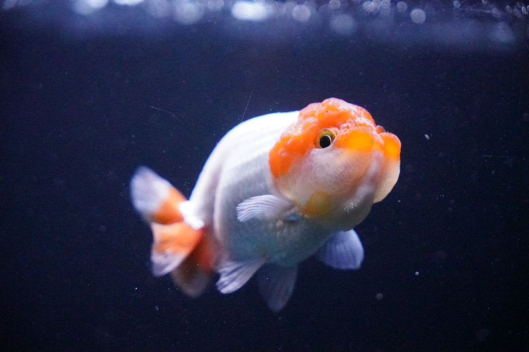 Juvenile Lionchu  Red White 3 Inch (ID#1205R11b-9) Free2Day SHIPPING