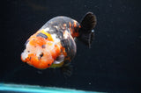 Jumbo Milk Cow Ranchu  Calico 5.5 Inch (ID#418R7a-109)