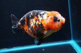 Jumbo Milk Cow Ranchu  Calico 5.5 Inch (ID#418R7a-109)