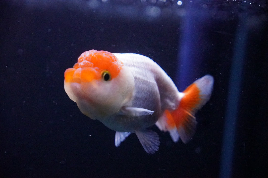 Juvenile Lionchu  Red White 3 Inch (ID#1205R11b-9) Free2Day SHIPPING