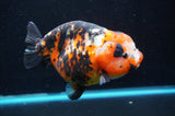 Jumbo Milk Cow Ranchu  Calico 5.5 Inch (ID#418R7a-109)
