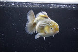 Yuan Bao Oranda  Kirin 4.5 Inch (ID#1115Yb10b-47) Free2Day SHIPPING