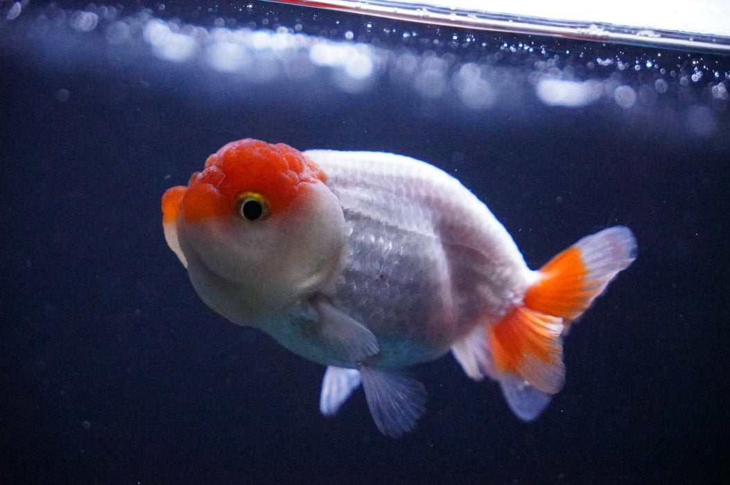 Juvenile Lionchu  Red White 3 Inch (ID#1205R11b-9) Free2Day SHIPPING