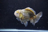 Yuan Bao Oranda  Kirin 4.5 Inch (ID#1115Yb10b-47) Free2Day SHIPPING