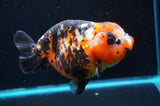 Jumbo Milk Cow Ranchu  Calico 5.5 Inch (ID#418R7a-109)