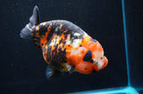 Jumbo Milk Cow Ranchu  Calico 5.5 Inch (ID#418R7a-109)