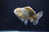 Yuan Bao Oranda  Kirin 4.5 Inch (ID#1115Yb10b-47) Free2Day SHIPPING