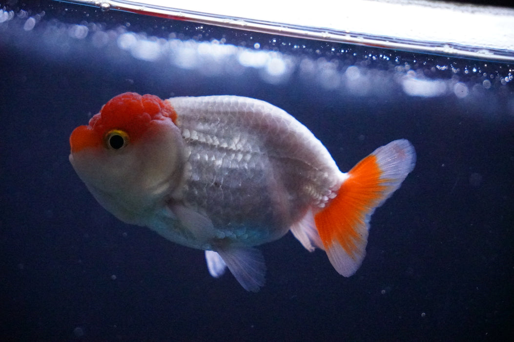 Juvenile Lionchu  Red White 3 Inch (ID#1205R11b-9) Free2Day SHIPPING