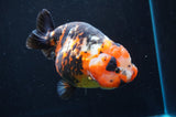 Jumbo Milk Cow Ranchu  Calico 5.5 Inch (ID#418R7a-109)