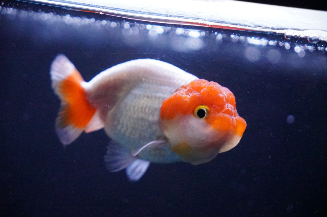 Juvenile Lionchu  Red White 3 Inch (ID#1205R11b-9) Free2Day SHIPPING