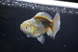 Yuan Bao Oranda  Kirin 4.5 Inch (ID#1115Yb10b-47) Free2Day SHIPPING