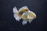 Yuan Bao Oranda  Kirin 4.5 Inch (ID#1115Yb10b-47) Free2Day SHIPPING