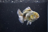 Yuan Bao Oranda  Kirin 4.5 Inch (ID#1115Yb10b-47) Free2Day SHIPPING