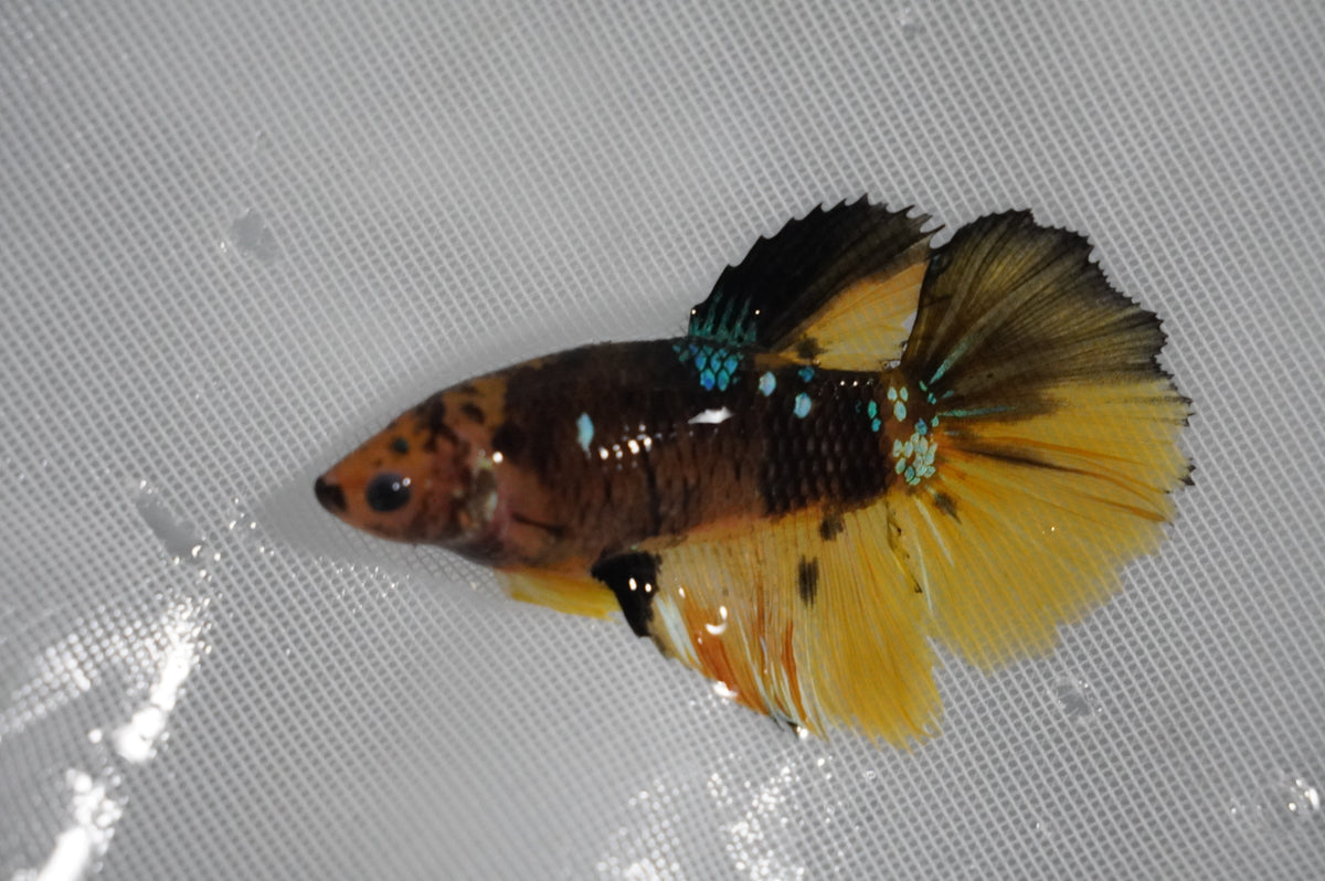 Betta Koi — King Koi and Goldfish