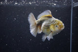 Yuan Bao Oranda  Kirin 4.5 Inch (ID#1115Yb10b-47) Free2Day SHIPPING