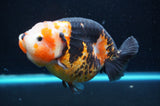 Jumbo Milk Cow Ranchu  Calico 5 Inch (ID#418R7a-110)