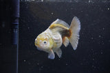 Yuan Bao Oranda  Kirin 4.5 Inch (ID#1115Yb10b-47) Free2Day SHIPPING