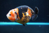 Jumbo Milk Cow Ranchu  Calico 5 Inch (ID#418R7a-110)