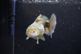 Yuan Bao Oranda  Kirin 4.5 Inch (ID#1115Yb10b-47) Free2Day SHIPPING