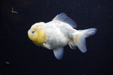 Yuan Bao Oranda  Calico 3.5 Inch (ID#0110Yb10b-82) Free2Day SHIPPING