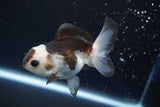 Juvenile Thai Oranda  Panda 3.5 Inch (ID#913To13b-47) Free2Day SHIPPING. Please see notes