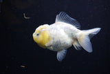 Yuan Bao Oranda  Calico 3.5 Inch (ID#0110Yb10b-82) Free2Day SHIPPING