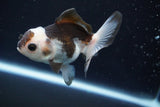 Juvenile Thai Oranda  Panda 3.5 Inch (ID#913To13b-47) Free2Day SHIPPING. Please see notes