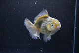 Yuan Bao Oranda  Kirin 4.5 Inch (ID#1115Yb10b-47) Free2Day SHIPPING