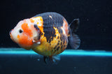 Jumbo Milk Cow Ranchu  Calico 5 Inch (ID#418R7a-110)