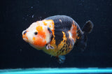 Jumbo Milk Cow Ranchu  Calico 5 Inch (ID#418R7a-110)