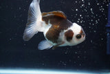 Juvenile Thai Oranda  Panda 3.5 Inch (ID#913To13b-47) Free2Day SHIPPING. Please see notes