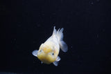 Yuan Bao Oranda  Calico 3.5 Inch (ID#0110Yb10b-82) Free2Day SHIPPING