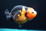 Jumbo Milk Cow Ranchu  Calico 5 Inch (ID#418R7a-110)