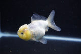 Yuan Bao Oranda  Calico 3.5 Inch (ID#0110Yb10b-82) Free2Day SHIPPING