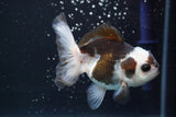 Juvenile Thai Oranda  Panda 3.5 Inch (ID#913To13b-47) Free2Day SHIPPING. Please see notes