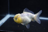 Yuan Bao Oranda  Calico 3.5 Inch (ID#0110Yb10b-82) Free2Day SHIPPING