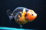 Jumbo Milk Cow Ranchu  Calico 5 Inch (ID#418R7a-110)