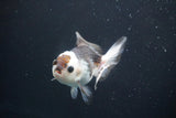 Juvenile Thai Oranda  Panda 3.5 Inch (ID#913To13b-47) Free2Day SHIPPING. Please see notes