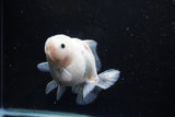 Yuan Bao Oranda  Sakura 5 Inch (ID#1115Yb10b-48) Free2Day SHIPPING