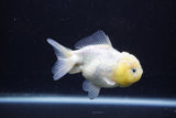 Yuan Bao Oranda  Calico 3.5 Inch (ID#0110Yb10b-82) Free2Day SHIPPING