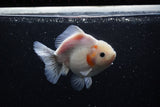 Yuan Bao Oranda  Sakura 5 Inch (ID#1115Yb10b-48) Free2Day SHIPPING