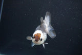 Juvenile Thai Oranda  Panda 3.5 Inch (ID#913To13b-47) Free2Day SHIPPING. Please see notes